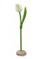 Preview: Wooden tulip in a wooden base, to stand, 34cm high, made in Holland, color: white/green